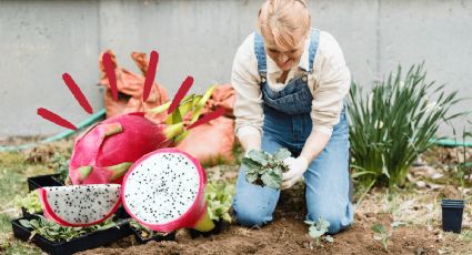 Huerto en casa: ¿Cómo propagar las semillas del fruto del drágon?