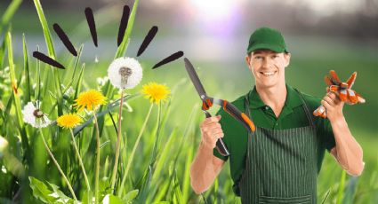 ¿Cómo erradicar las malas hierbas de tu jardín con un solo ingrediente?