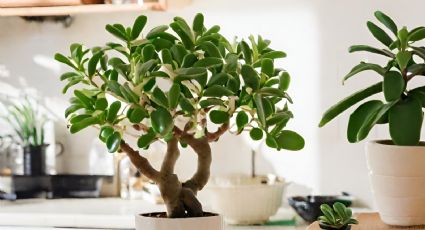 ¿Cómo activar el árbol de jade en la cocina para atraer abundancia?