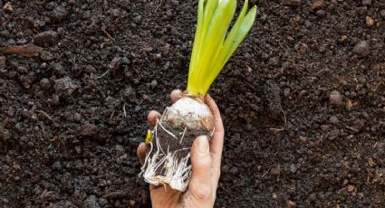 Huerto urbano: ¿Cómo cultivar cebollas durante otoño? Anímate a lograrlo con esta guía