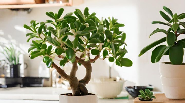 ¿Cómo activar el árbol de jade en la cocina para atraer abundancia?