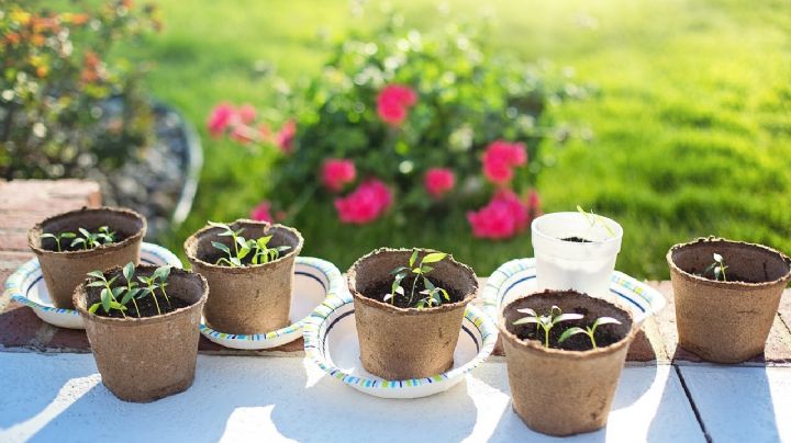 Huerto en casa: Aprende a crear semilleros de tomates con esta guía paso a paso