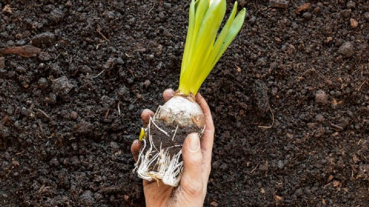 Huerto urbano: ¿Cómo cultivar cebollas durante otoño? Anímate a lograrlo con esta guía