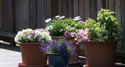 3 plantas de exterior que florecen fácilmente durante el otoño