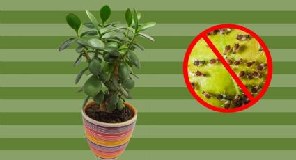 Prepara el mejor insecticida casero para tu árbol de jade y elimina los insectos de tu planta