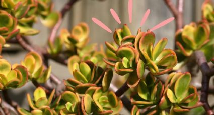 ¿Tu árbol de jade tiene hojas amarillas? Conoce los pasos más sencillos para solucionarlo