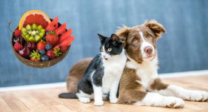 Obesidad en mascotas: Estas son las frutas y verduras que mantendrán a tu mascota saludable