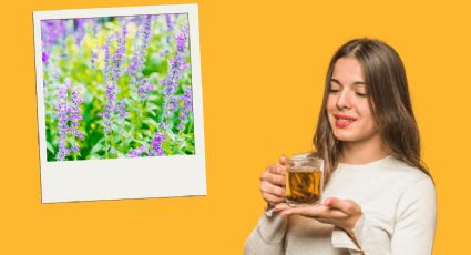 Infusiones que combaten el frío: Potencia tus defensas con este té natural