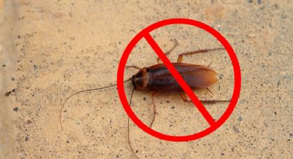 ¿Hormigas y cucarachas? 3 cosas que atraen los insectos a tu casa y cómo eliminarlas