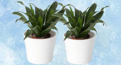 Un chorro de este poderoso abono orgánico hará revivir tus plantas durante el invierno