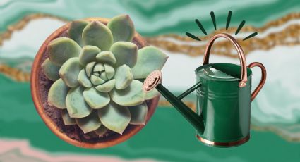 ¿Cómo identificar suculentas deshidratadas y cómo recuperarlas?