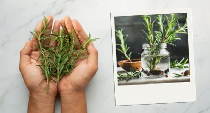 Reproduce el romero de supermercado con este truco de jardinería
