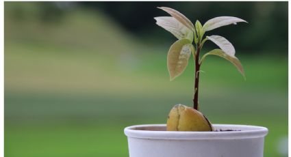 ¿Cuánto tiempo tarda en crecer un árbol de aguacate? Todo lo que debes saber