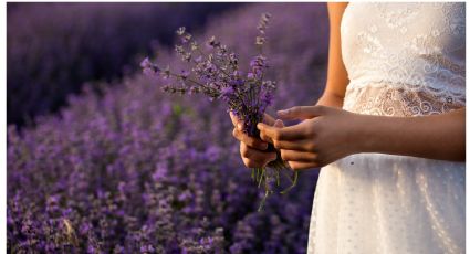 Truco de Jardinería: ¿Cómo reproducir la lavanda en agua?