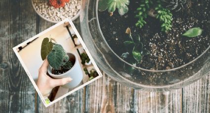 Conoce la planta de interior ficus ideal para usar en terrarios