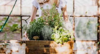 ¿Cómo cultivar hierbas aromáticas en el balcón? Truco de jardinería para hacer un huerto en casa