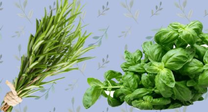 Albahaca VS Romero: ¿Cuál es la mejor hierba aromática para eliminar el mal olor en la cocina?