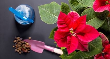 3 consejos de expertos floristas para cuidar tu flor de pascua durante el invierno