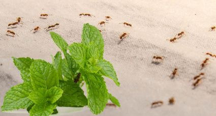 Esta es la planta aromática que debes tener en casa para eliminar las hormigas de tu hogar