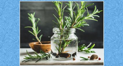 Multiplica tu planta de romero en pocos pasos con este truco efectivo