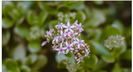 Un solo ingrediente de cocina hará que tu Árbol de Jade explote de flores