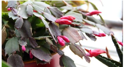 Trucazo de Jardinería: Abono especial para el cactus de navidad