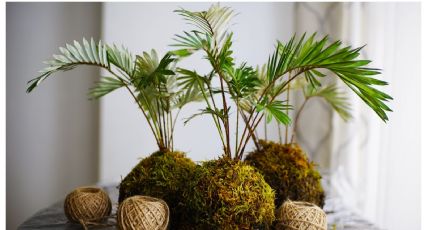 ¿Qué es el “Kokedama” y por qué todo el mundo lo está haciendo?