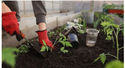 Inicia tu propia huerta en casa cultivando la mejor hierba aromática