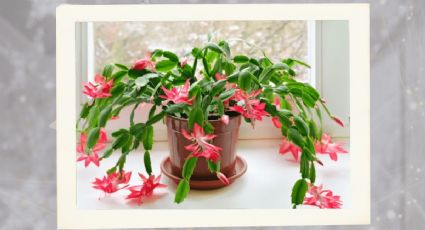 Logra que tu cactus de navidad explote de flores con esta sencilla guía de jardinería