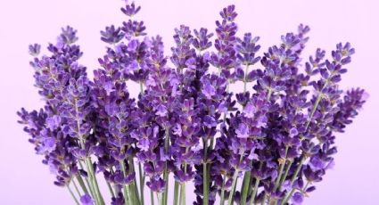 ¿Hacer florecer la lavanda? El significado oculto que quizá desconocías