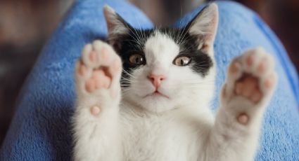 Secretos del color de tu gato: ¿Qué dice el pelaje sobre su personalidad?