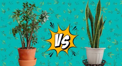 Árbol de jade vs. Lengua de suegra: ¿Cuál es la planta del dinero que atrae MÁS ABUNDANCIA?