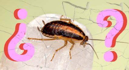 Este es el mágico significado de encontrar una cucaracha en casa