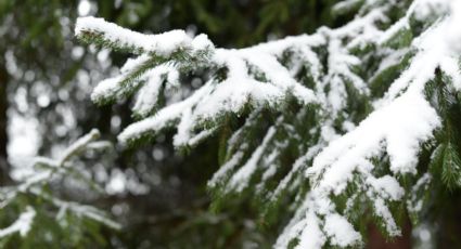 DIY: Así puedes hacer un árbol de Navidad nevado con jabón