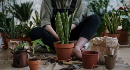 Agrega estos 2 fertilizantes caseros a la tierra de tus plantas y no dejarán de crecer