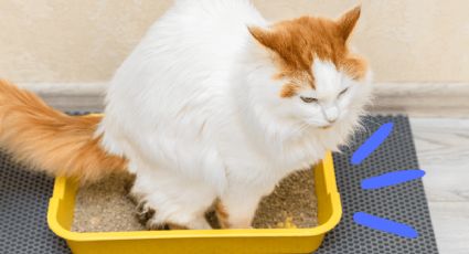 Evita el mal olor a pipí en el arenero del gato con un truco de limpieza