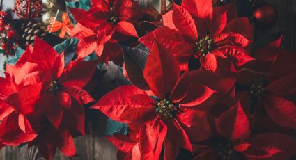 Con este truco de jardinería haz que tu flor de pascua dure todo el año