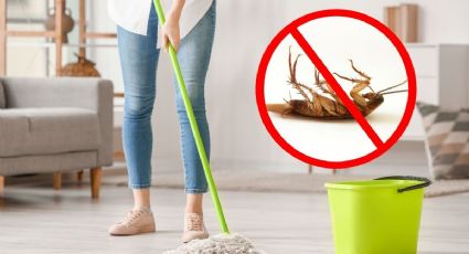 Repelente casero: Aplica estos ingredientes sobre tus pisos y elimina las cucarachas de tu hogar