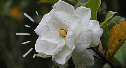 El truco de jardinería que debes hacer para que tus gardenias siempre tengan flores