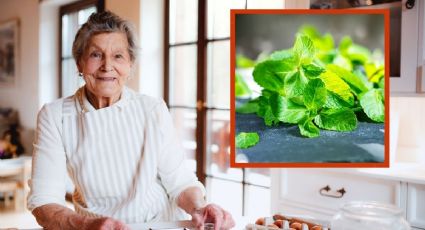 El mejor truco de la abuela para conservar la menta dentro de la nevera hasta por 1 mes