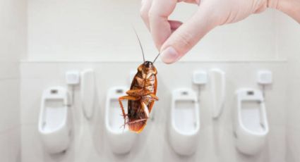 Combina azúcar con este poderoso ingrediente para eliminar cucarachas chiquitas en el baño