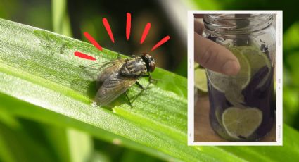 ¡Que los mosquitos y moscas no invadan tu hogar! Descubre el truco casero para ahuyentarlas