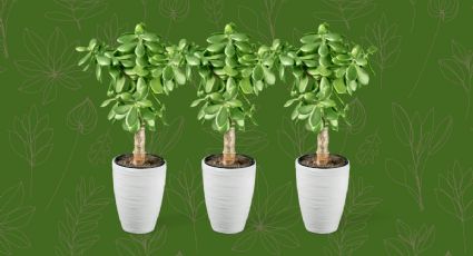 Conoce el truco de expertos floristas para diferenciar un árbol de jade hembra y macho