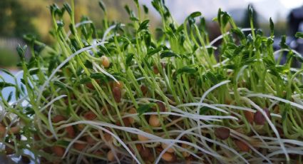 ¿Cómo cultivar tus propias lentejas orgánicas en tu huerto en casa?