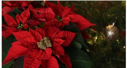 Haz que tu flor de pascua explote de flores con este abono casero de un ingrediente