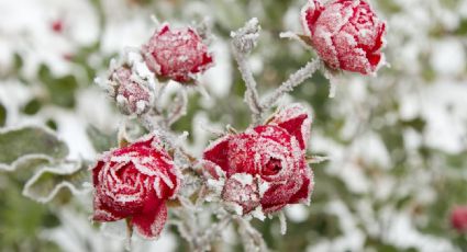 Decora tu casa con estas 3 flores de invierno y dale color a tu navidad