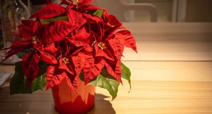 Conserva el rojo intenso de tu flor de pascua con estos sencillos trucos de jardinería