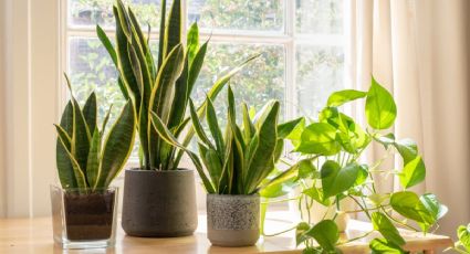 ¡Alto ahí! Esta es la planta de interior que todos tienen y que atrae mala suerte