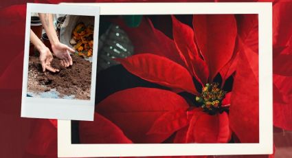 Haz que tu flor de pascua NO se marchite por el frío con estos 3 abonos orgánicos