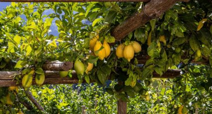 Árboles frutales: Haz el mejor abono para que tu limonero en maceta dé más frutos